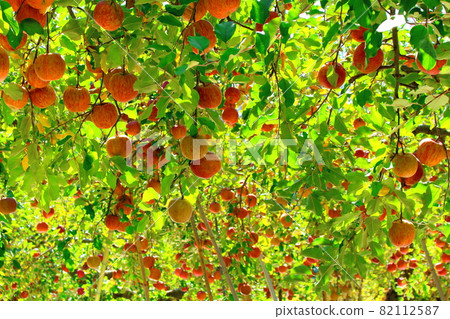 Shinshu apple field Autumn apple field Shinshu apple field Autumn apple field 82112587