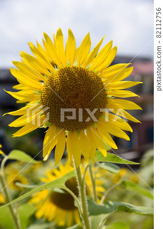 Sunflower sunflower sunflower residential area Sunflower sunflower sunflower residential area 82112756