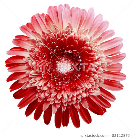 gerbera flower red-white. Flower isolated on black background. No shadows with clipping path. Close-up. Nature. gerbera flower red-white. Flower isolated on black background. No shadows with clipping path. Close-up. Nature. 82112873