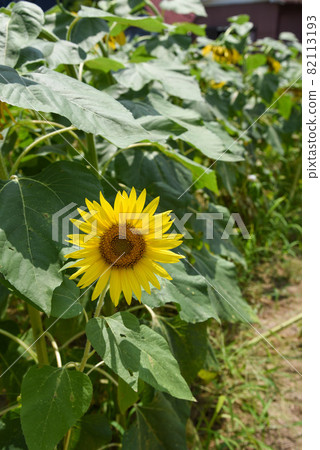 Sunflower sunflower sunflower residential area Sunflower sunflower sunflower residential area 82113193