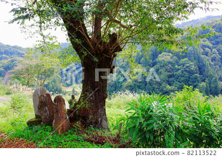 Ancient stone monument 2109 Shinshu stone monument Stone monument under the cherry blossoms 82113522