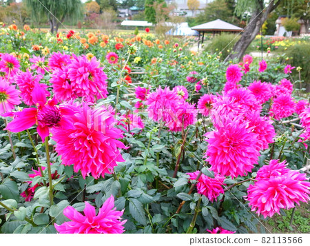 Dahlia in full bloom 82113566