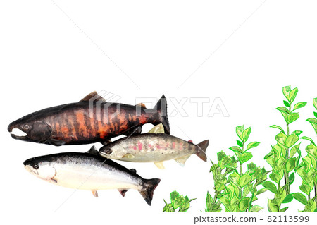 櫻桃鮭魚的父母子女 82113599