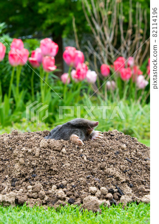 Mole [Talpa europaea] in the lawn 82114196