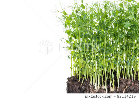 Pea micro greens sprouts, young pea shoots isolated on white 82114219