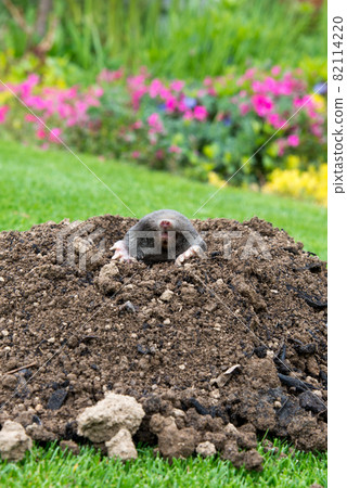 Mole [Talpa europaea] in the lawn 82114220