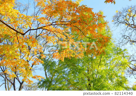 Autumn leaves in Shinshu, part 2109: Shikishi, which weaves flowers and plants, part 2109 82114340