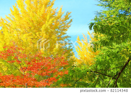 Autumn leaves in Shinshu, part 2109: Shikishi, which weaves flowers and plants, part 2109 Autumn leaves in Shinshu, part 2109: Shikishi, which weaves flowers and plants, part 2109 82114348