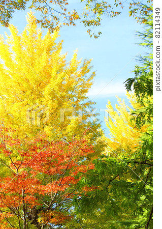 Autumn leaves in Shinshu, part 2109: Shikishi, which weaves flowers and plants, part 2109 Autumn leaves in Shinshu, part 2109: Shikishi, which weaves flowers and plants, part 2109 82114349