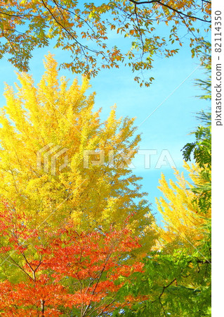 Autumn leaves in Shinshu, part 2109: Shikishi, which weaves flowers and plants, part 2109 Autumn leaves in Shinshu, part 2109: Shikishi, which weaves flowers and plants, part 2109 82114350