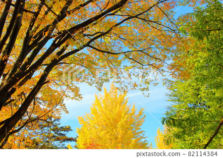 Autumn leaves in Shinshu, part 2109: Shikishi, which weaves flowers and plants, part 2109 82114384