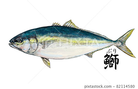 Illustration of yellowtail --Transparent background --Cut out Illustration of yellowtail --Transparent background --Cut out 82114580