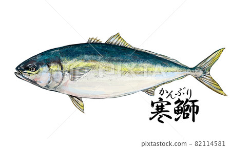 黃尾魚的插圖--透明背景--剪出 82114581