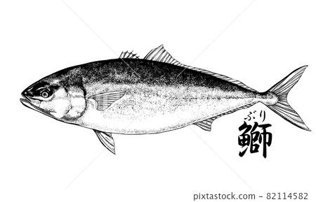 Illustration of yellowtail --Transparent... - Stock Illustration ...