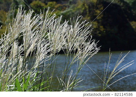 日本蒲葦的耳朵在水邊搖曳 82114586