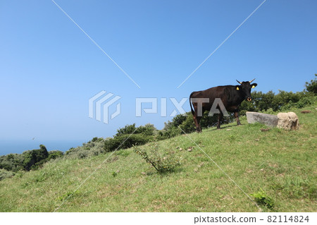 Kuniga Coast of Nishinoshima, Oki Islands 82114824