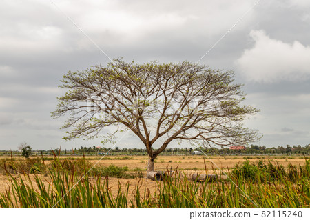 Trees with leaves branches against white skies. Natural scenery. 82115240