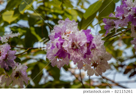 Beautiful pink-purplish-white flower of Lagerstroemia speciosa or Lagerstroemia floribunda of blooming in the tropics garden. 82115261