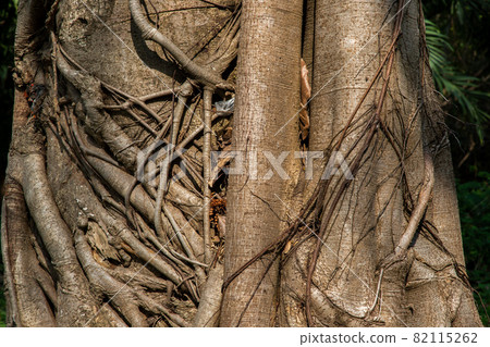 Tree roots branched together natural brown background. Many roots is on around the tree trunk. 82115262