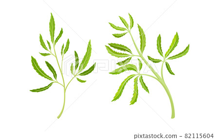 Cannabis Plant Growing with Serrate Leaflet as Cultivar for Medical Use Vector Set Cannabis Plant Growing with Serrate Leaflet as Cultivar for Medical Use Vector Set 82115604