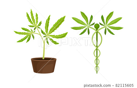 Cannabis Plant Growing in Pot with Serrate Leaflet as Cultivar for Medical Use Vector Set Cannabis Plant Growing in Pot with Serrate Leaflet as Cultivar for Medical Use Vector Set 82115605