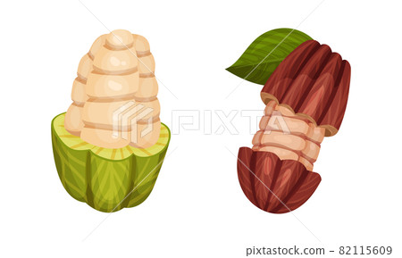 Pod of Theobroma Cacao with Cocoa Bean Inside as Aromatic Chocolate Ingredient Vector Set 82115609