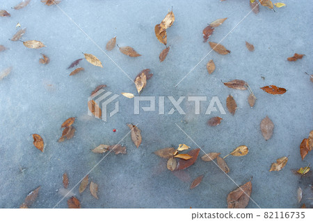 Frozen landscape with dead leaves mixed in the process of forming ice in the pond Frozen landscape with dead leaves mixed in the process of forming ice in the pond 82116735