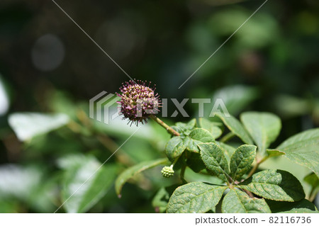 Keyamaukogi (from flower to fruit) Keyamaukogi (from flower to fruit) 82116736