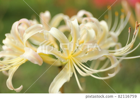 群集孤挺花 82116759