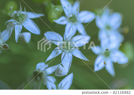 Macro-photographed garlic flower 82116982