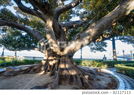 Alameda de Apodaca, a public park in Cadiz, Andalucia, Spain. 82117113