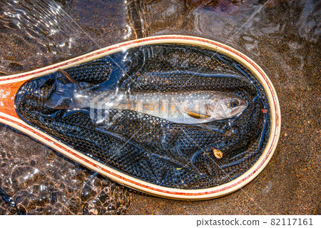 Iwana，一條山間溪流中的網魚 82117161