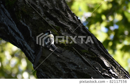 Pretty tit 82117556