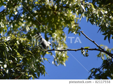 Pretty tit 82117558