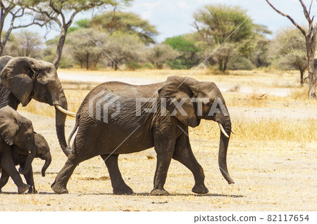 Elephants walking at the head of a herd of elephants (Tarangile National Park, Tanzania) 82117654