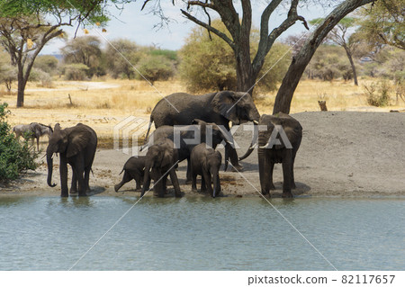 A herd of elephants drinking deliciously at the waterside of Tarangire National Park in Tanzania A herd of elephants drinking deliciously at the waterside of Tarangire National Park in Tanzania 82117657