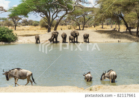Wildlife gathering in the wide sky and waters of Tarangire National Park in Tanzania 82117661