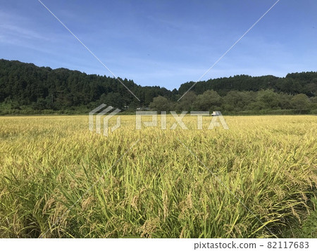 前澤稻田的稻穗與山景 82117683