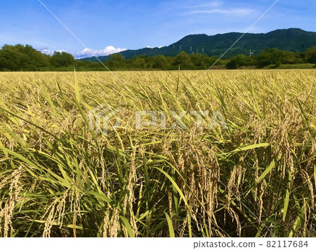前澤稻田的稻穗與山景 82117684