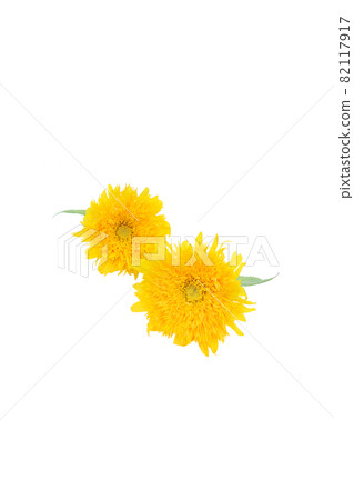 Sunflower summer memories Van Gogh sunflower non-pollen high-branch sunflower Sunflower summer memories Van Gogh sunflower non-pollen high-branch sunflower 82117917