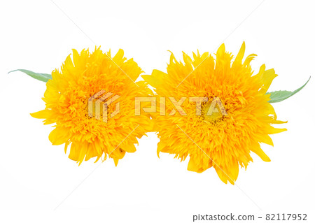 Sunflower summer memories Van Gogh sunflower non-pollen high-branch sunflower 82117952
