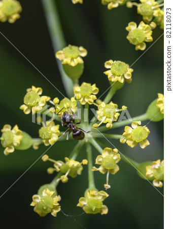 A close-up view of an ant collecting pollen from yellow forest flowers A close-up view of an ant collecting pollen from yellow forest flowers 82118073