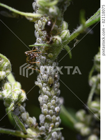 An ant takes care of a large herd of aphids on the trunk of a shrub 82118075