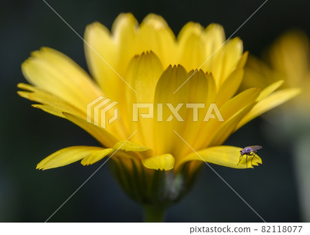 A fly on a daisy flower petal in search of morning dew drops 82118077