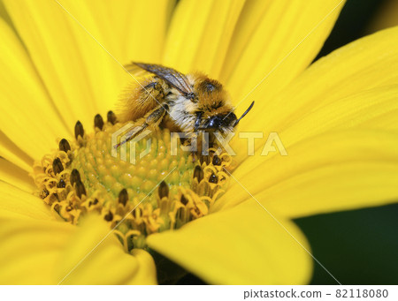 Close-up view of a bee sitting on a chamomile flower 82118080