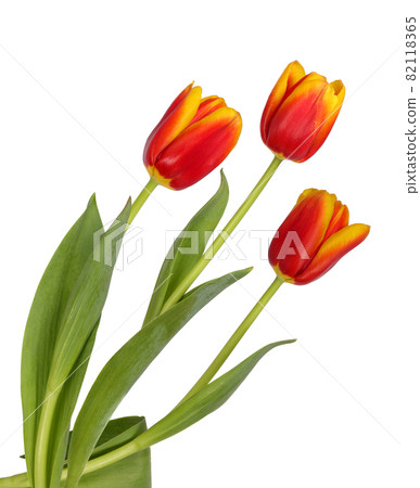 Three beautiful red and yellow tulips Three beautiful red and yellow tulips 82118365