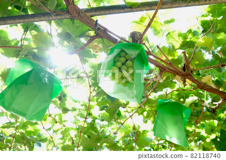 [Yamanashi] Katsunuma Tourist Farm's vineyard (Shine Muscat) 82118740