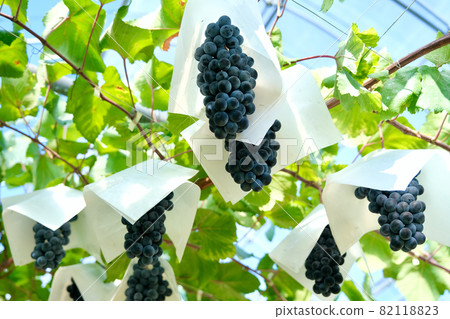 【山梨】勝沼觀光農場的葡萄園(Berry A) 【山梨】勝沼觀光農場的葡萄園(Berry A) 82118823