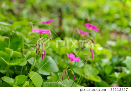 Cute flower 82118837