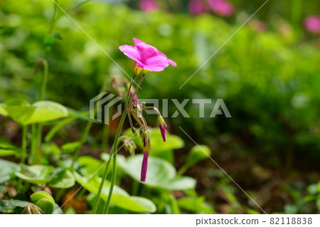 可愛的花 82118838